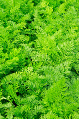 view of green leaves of carrots