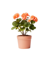 Fototapeta premium Beautiful flower blooming in a pot, symbol of fresh home gardening and spring. Generative AI