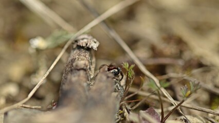 Männliche Kreuzspringspinne (Pellenes tripunctatus)