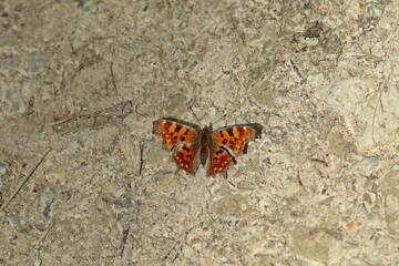C-Falter (Polygonia c-album) auf Wanderweg