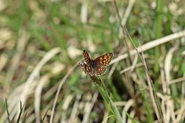 Schlüsselblumen-Würfelfalter (Hamearis lucina)