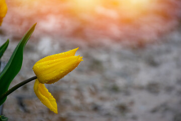 Yellow tulips with water droplets in Sunset. Close up shot of yellow tulip in Emirgan Park. Yellow...