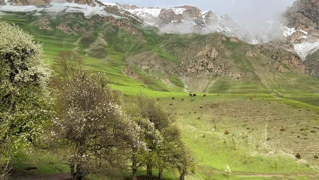 A trail in the green valley of the Karmadon gorge overlooking the Kolka glacier. The Main Caucasian Ridge. Summer view of the Karmadon gorge. A mountain valley after the collapse of rocks and ice. 4К