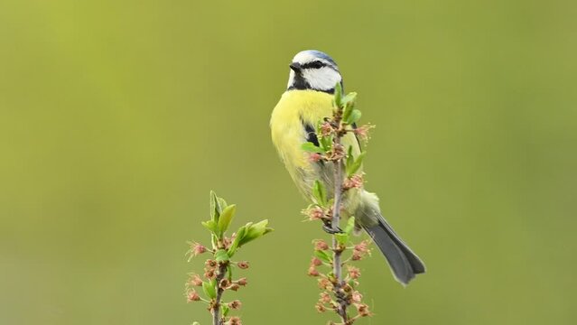 Bird blue tit Cyanistes caeruleus in the wild. A bird is sitting on a branch on a beautiful green background and flies away. Songbird. Slow motion.