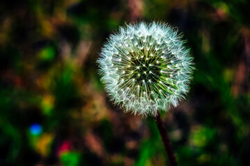 Obraz premium Common dandelion Taraxacum officinale in a meadow against a dark background
