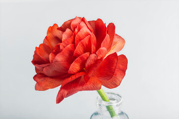 red flower in a glass vase on a light background