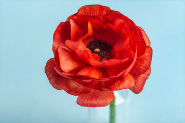 red flower with a black core on a light background