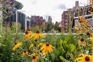 A bed of yellow asters growing along the High Line in New York. High buildings around the park. The glass skyscrapers are reflecting the clouds. Modern, vibrant city. Growing and cultivating flowers