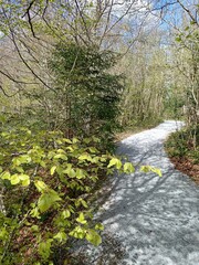 path in a spring park between trees and fir trees on a sunny day
