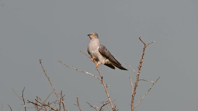 Common cuckoo Cuculus canorus, sitting on top of a stick in the wild. Bird flies away.