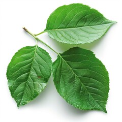 two green leaves on a white background
