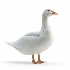 a white duck standing on a white surface