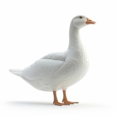 Obraz premium a white duck standing on a white surface