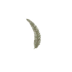 Transparent fern branch element for design and decoration without background png