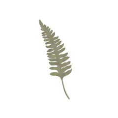Transparent fern branch element for design and decoration without background png