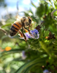 Honeybee landing to forage on blue flower