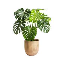 Lush Monstera plant with iconic split leaves, potted in a minimalist, embodying modern home decor. Generative AI
