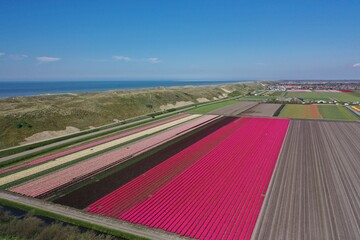 Aerial view of beautifully colored flower bulb fields in the north of North Holland.