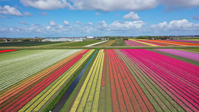 Aerial view of beautifully colored flower bulb fields in the north of North Holland.