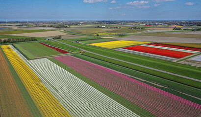 Aerial view of beautifully colored flower bulb fields in the north of North Holland.