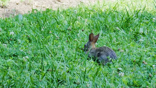 Handheld footage of wild rabbit eating plants on grassy farmland during sunny day