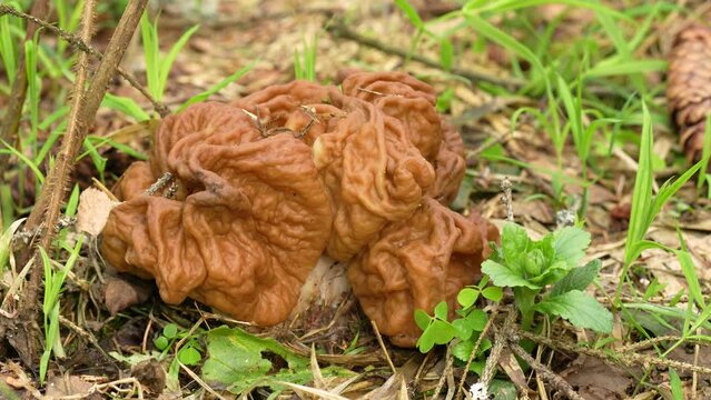 Spring edible morel mushroom in the forest