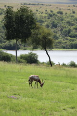 Bontebok Antelope (Damaliscus Pygargus) on a Sunny Day in South Africa, Stock Photo