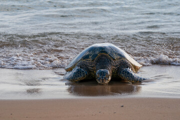 Sea turtle in Kauai coming to shore