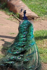 Obraz premium Close-up Male Peacock, Indian Peafowl Bird, Blue Pavo Tail, Beautiful Bird Feathers, Nature Photography, Bird Stock Photo