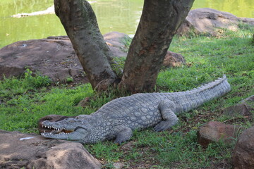 Close-up American Alligator Crocodile Under the Tree High-Resolution Stock Photo