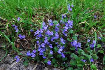 Flowers Glechoma Hederacea Growing On Meadow In Springtime Close Up.