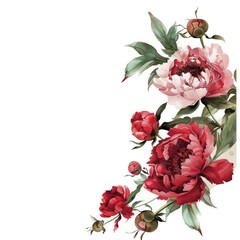 red peony flowers border with free space on a white background
