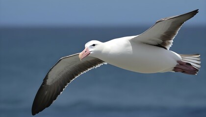 Fototapeta na wymiar An Albatross With Its Feathers Ruffled By The Sea Upscaled 3