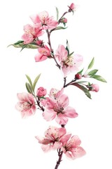 A graceful image of pink cherry blossoms with soft white background, emphasizing the beauty and detail of each petal