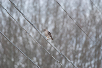 Elusive Broad Wing Hawk perched on a wire