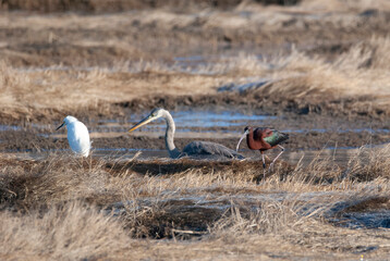 Mixed flock of shorebirds Greab blue heron Gossy Ibis Snowy Egret at the marsh