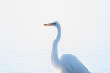 Great Egret like an angel in the light