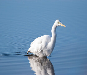 Great Egret Wading through the water