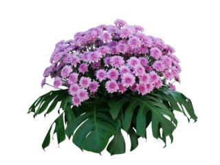 Purple Chrysanthemum flowers with tropical leaves Monstera, ornamental nature bush podium floral arrangement 