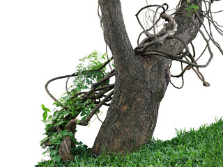 Old jungle tree trunk with climbing vines twisted liana plant and green leaves creeper flowering...