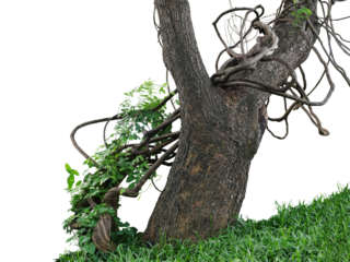 Old jungle tree trunk with climbing vines twisted liana plant and green leaves creeper flowering plant growing on green grass lawn hill