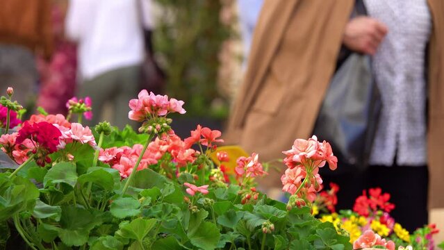 Pelargonium zonale is Pelargonium native to southern Africa in western regions of Cape Provinces, in geranium family. It is one of parents of widely cultivated plant Pelargonium hortorum.
