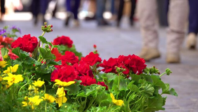 Pelargonium zonale is Pelargonium native to southern Africa in western regions of Cape Provinces, in geranium family. It is one of parents of widely cultivated plant Pelargonium hortorum.