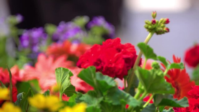 Pelargonium zonale is Pelargonium native to southern Africa in western regions of Cape Provinces, in geranium family. It is one of parents of widely cultivated plant Pelargonium hortorum.