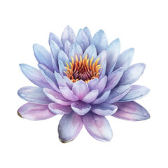 water lily vector illustration in watercolor style