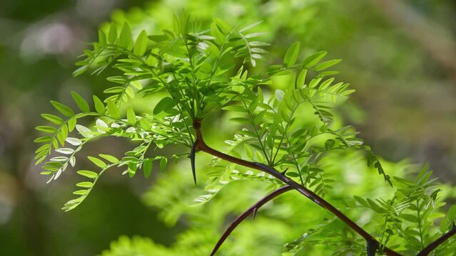 Honey locust (Gleditsia triacanthos), also known as thorny locust or thorny honeylocust, is deciduous tree in family Fabaceae, native to North America where it is mostly found in river valleys.