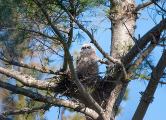 Downy Great Horned Owlet still in its nest
