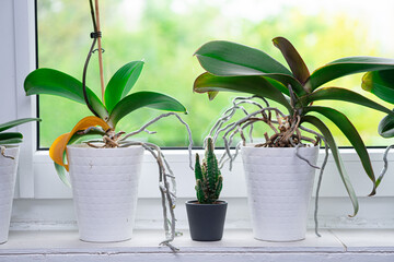 Orchids on a windowsill. Cultivating flowers at home brings beauty and tranquility to indoor spaces
