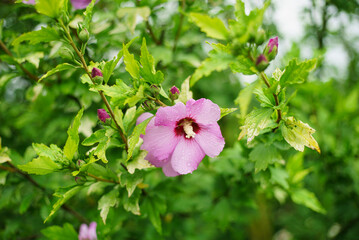 Hibiscus syriacus is a species of flowering plant in the Malvaceae family.
