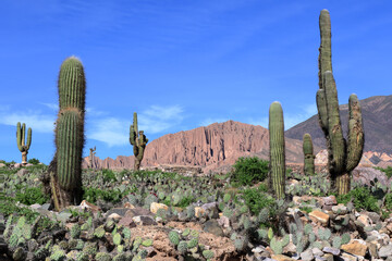 Cactuses in Jujuy Province Pre-Inca Archaelogical Site Pucara de Tilcara